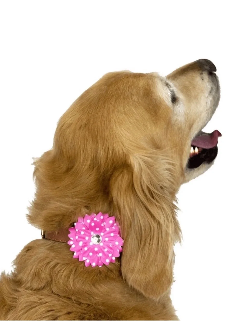 Vibrant Life Dog Girls Just Wanna Have Sun Bandana Set